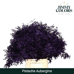 Pistacia Painted Aubergine 40cm