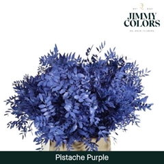 Pistacia Painted Purple 40cm