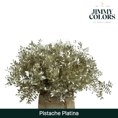 Pistacia Painted Metallic Platinum + Glitter 40cm