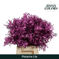 Pistacia Painted Lilac 40cm