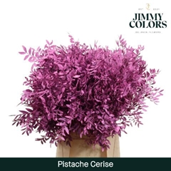 Pistacia Painted Cerise 40cm