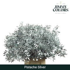 Pistacia Painted Metallic Silver 40cm
