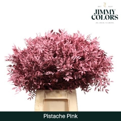 Pistacia Painted Pink 40cm