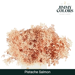 Pistacia Painted Salmon 40cm