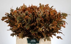 Quercus Palustris Painted Frost Orange 60cm
