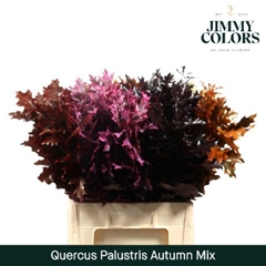 Quercus Palustris Painted Autumn Mix 60cm
