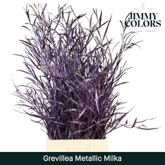 Grevillea Painted Metallic Milka Per Bunch