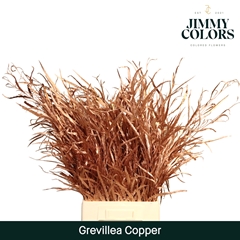 Grevillea Painted Copper 70cm