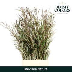 Grevillea Painted Natural Per Bunch