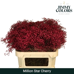 Gypsophila Painted Million Star Cherry 80cm 30gr.