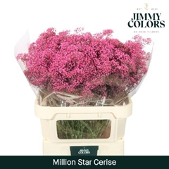 Gypsophila Painted Million Star Cerise 80cm 30gr.