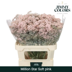 Gypsophila Painted Million Star Soft Pink 80cm 30gr.