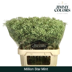 Gypsophila Painted Million Star Mint 80cm 30gr.