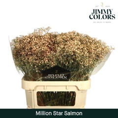 Gypsophila Painted Million Star Salmon 80cm 30gr.