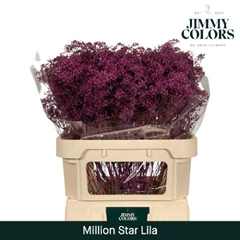 Gypsophila Painted Million Star Lilac 80cm 30gr.