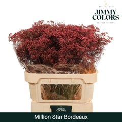 Gypsophila Painted Million Star Bordeaux 80cm 30gr.