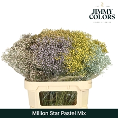 Gypsophila Painted Million Star Pastel Mix 80cm 30gr.