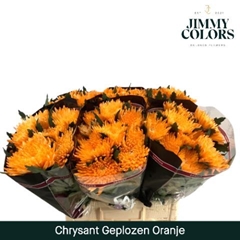 Chrysanth Single Painted Topspin Orange 70cm 70gr.