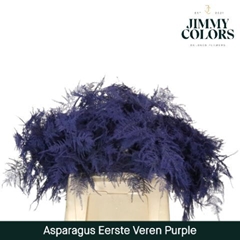 Asparagus Setaceus Painted Purple 45cm