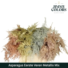 Asparagus Setaceus Painted Metallic Mix 45cm