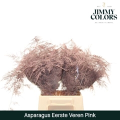 Asparagus Setaceus Painted Pink 45cm