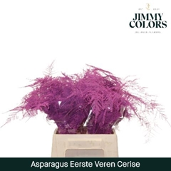 Asparagus Setaceus Painted Cerise 45cm