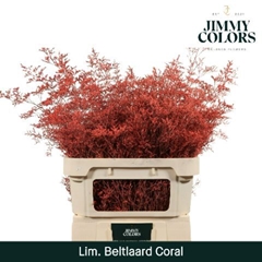 Limonium Painted Beltaard Coral 90cm 50gr.