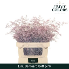 Limonium Painted Beltaard Soft Pink 90cm 50gr.