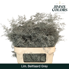 Limonium Painted Beltaard Grey 90cm 50gr.