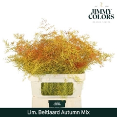Limonium Painted Beltaard Autumn Mix 90cm 50gr.