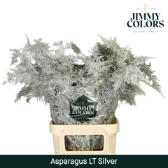 Asparagus Setaceus Painted Silver 80cm