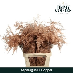 Asparagus Setaceus Painted Copper 80cm