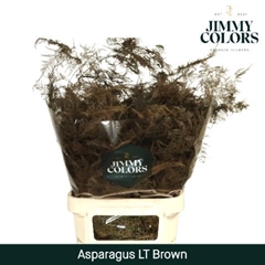 Asparagus Setaceus Painted Brown 80cm