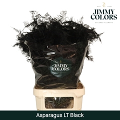 Asparagus Setaceus Painted Black 80cm
