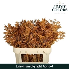 Limonium Painted Skylight Apricot 80cm 30gr.