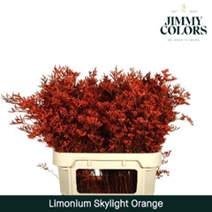 Limonium Painted Skylight Orange 80cm 30gr.