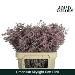 Limonium Painted Skylight Soft Pink 80cm 30gr.