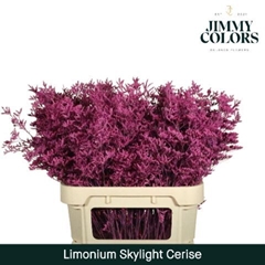 Limonium Painted Skylight Cerise 80cm 30gr.
