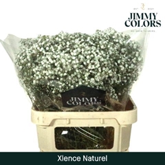 Gypsophila Paniculata Xlence 80cm 25gr.