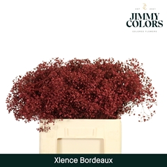 Gypsophila Painted Xlence Bordeaux 60cm 20gr.