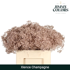Gypsophila Painted Metallic Champagne 60cm 20gr.