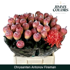 Chrysanth Single Painted Antonov Fire Man 70cm 110gr.