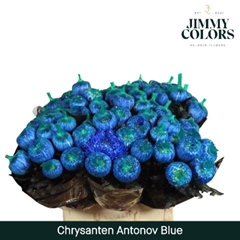 Chrysanth Single Painted Antonov Blue 70cm 110gr.