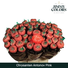 Chrysanth Single Painted Antonov Pink 70cm 110gr.