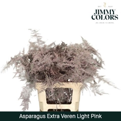 Asparagus Setaceus Painted Soft Pink 65cm