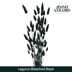 Lagurus Black Per Bunch 60cm