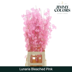 Lunaria Pink Per Bunch 80cm