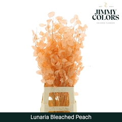 Lunaria Peach Per Bunch 80cm