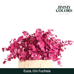 Eucalyptus Cinerea Painted Fuchsia Per Bunch 70cm 200gr.