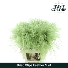 Stipa Feather Mint Green 70cm